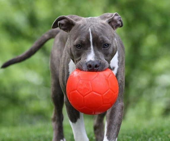 Jolly Pets Pelota de fútbol Grande Flotante para Perro, Juguete de 8 Pulgadas de diámetro, Naranja