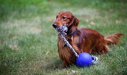 Jolly Pets Romp-n-Roll Cuerda y Bola para Perro, 4.5 Pulgadas/pequeño, Azul (645 BL)
