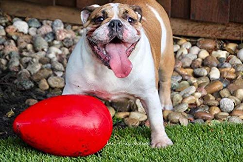 Jolly Pets Egg Plastic Ball for Pets, 12-Inch, Red