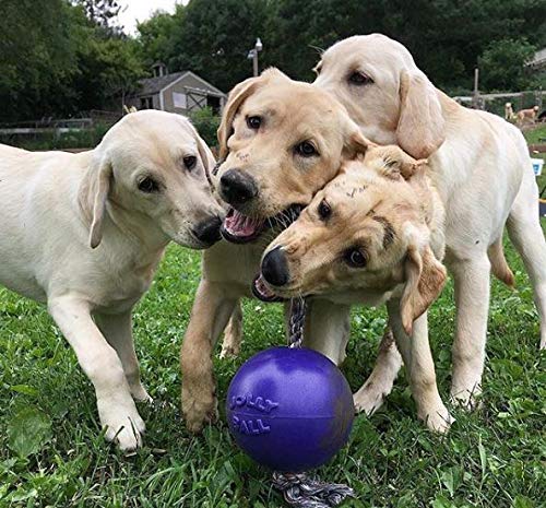 Jolly Pets Romp-n-Roll - Juguete de Cuerda y Bola para Perro, 15,2 cm (15,2 cm), Color Morado