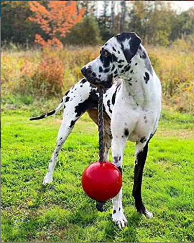 Jolly Pets Romp-n-Roll - Juguete para Perro con Cuerda y Bola, 20,3 cm, Grande, Rojo (608 RD)