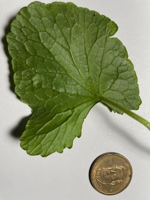 Gotu Kola Oil by Maui Medicinal Herbs