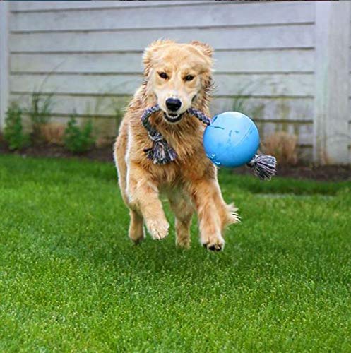 Jolly Pets Romp-n-Roll - Juguete para Perro con Cuerda y Bola, 6 Pulgadas/Mediano, arándano, número de Modelo: 606 BB