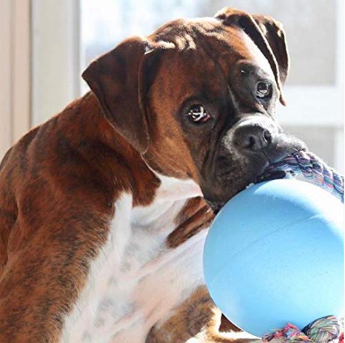 Jolly Pets Romp-n-Roll - Juguete para Perro de Cuerda y Bola, 20,3 cm, Grande, arándano