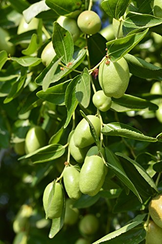 US Organic, Aceite de Jojoba, Certificado Orgánico por USDA, 100% Puro y Natural, Prensado en Frío, Virgen, Sin Refinar, Libre de Hexano, Botella de Vidrio Ámbar (56 ml)