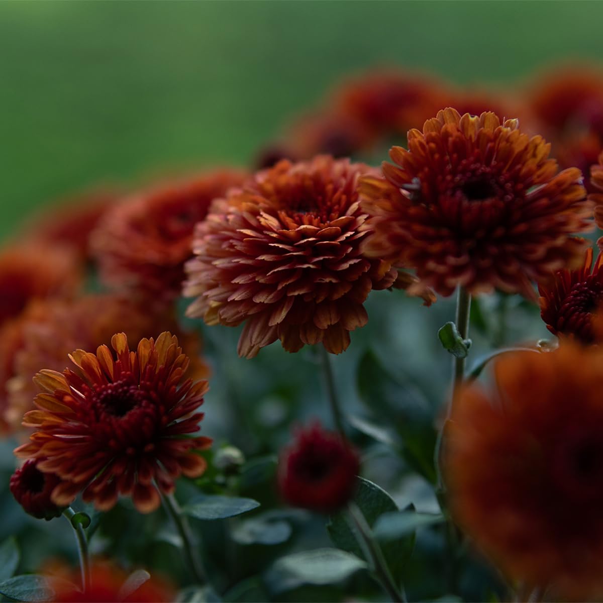 SIGMA 30mm F1.4 DC DN | Contemporary Canon RF