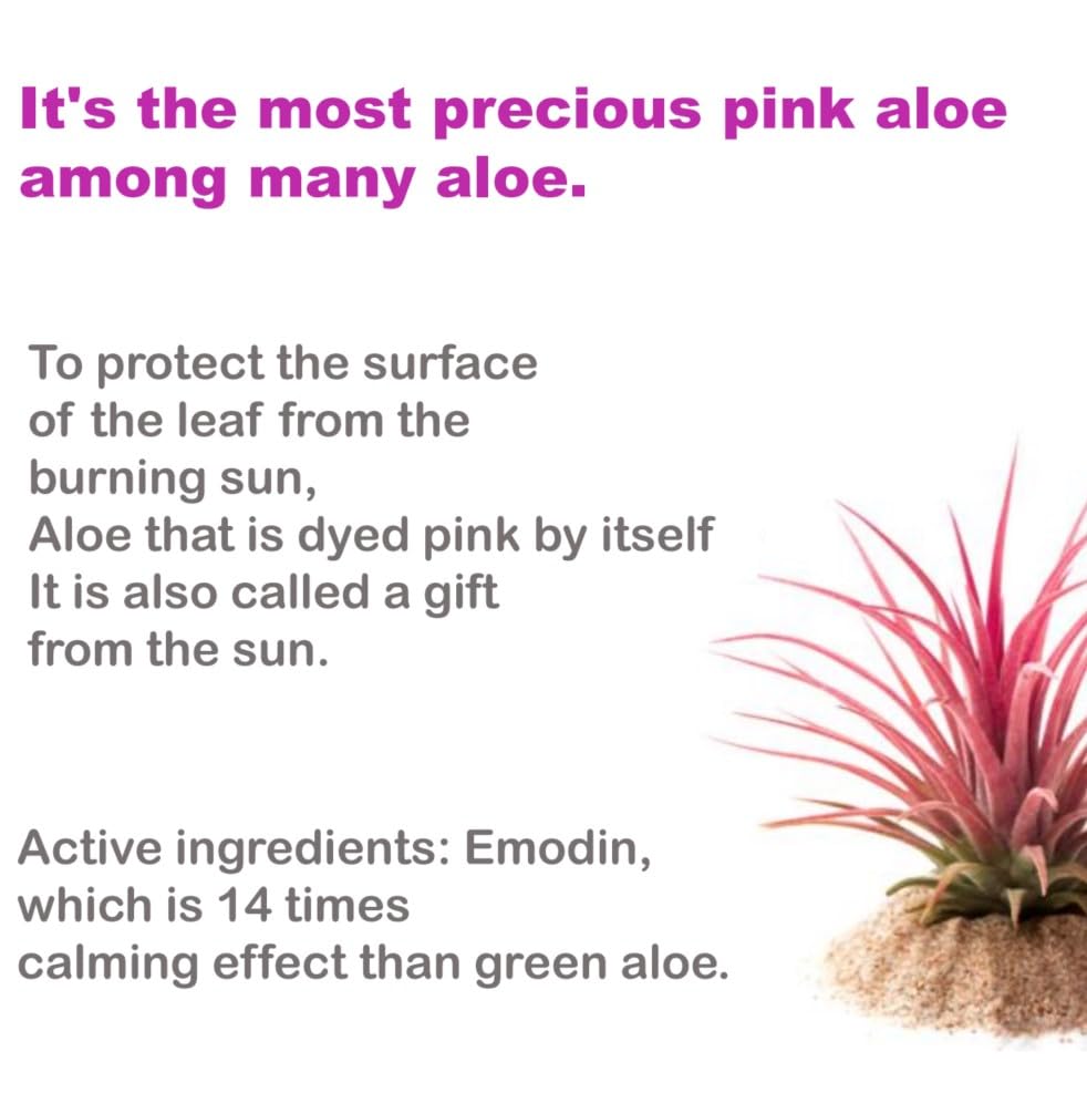 Ampolla de Aloe Rosa BJEWEL 100 ml | Potente Hidratante con Aloe Vera | Cuidado de piel Coreano - Formula Calmante y Nutritiva