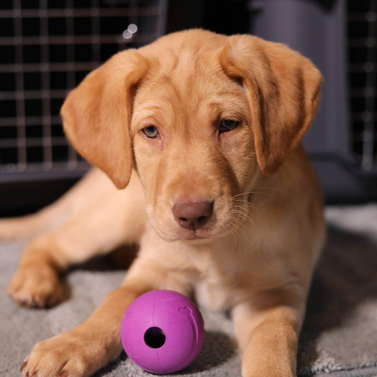 Juguete de Goma Chew King Verde Natural Extremadamente Duradero 2.5 Pulgadas Paquete de 8