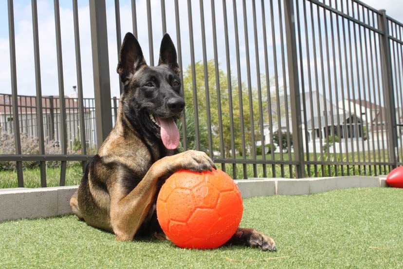 Jolly Pets Pelota de fútbol Grande Flotante para Perro, Juguete de 8 Pulgadas de diámetro, Naranja