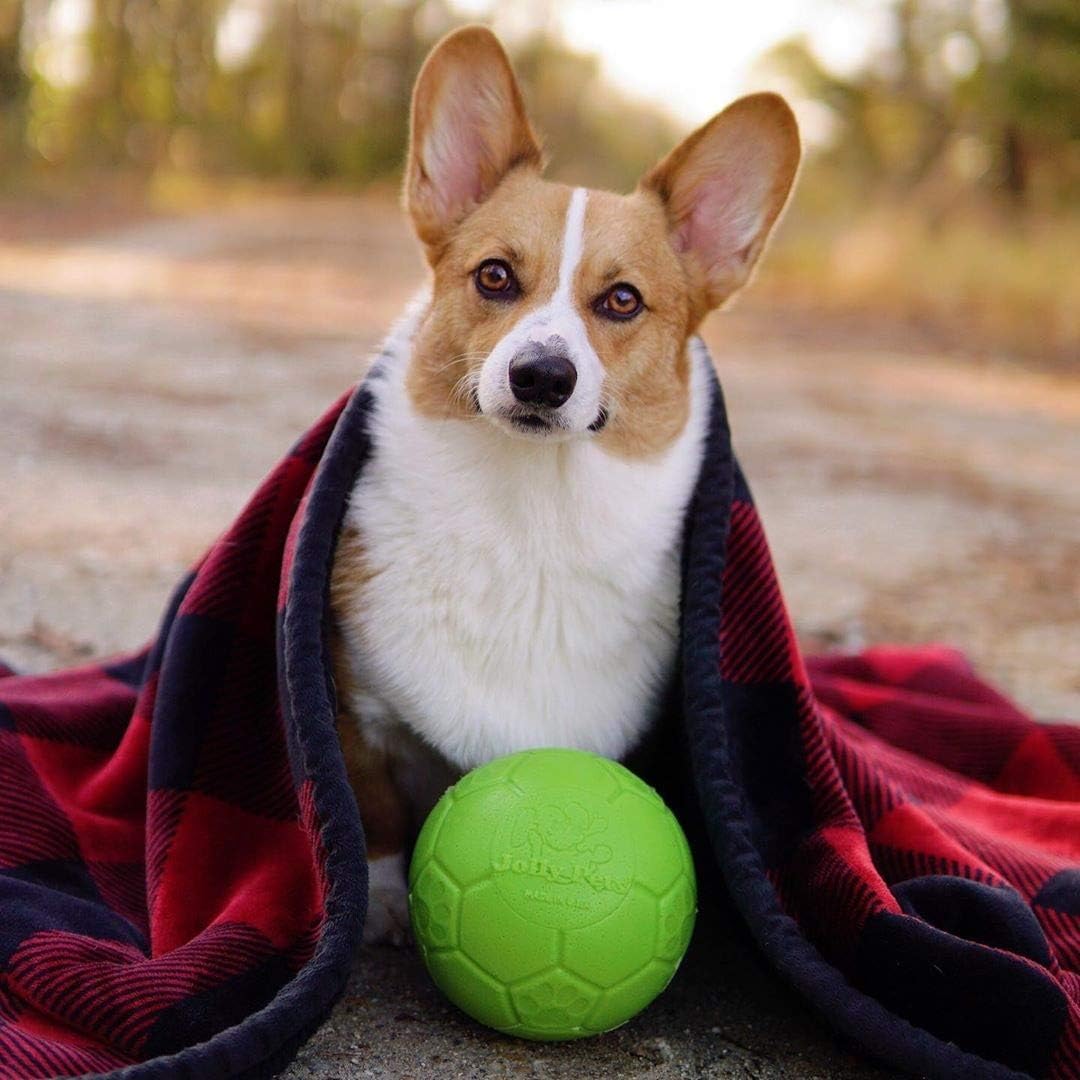 Jolly Pets - Pelota de fútbol Mediana de 6 Pulgadas, Juguete Flotante para Perro, Color Verde Manzana
