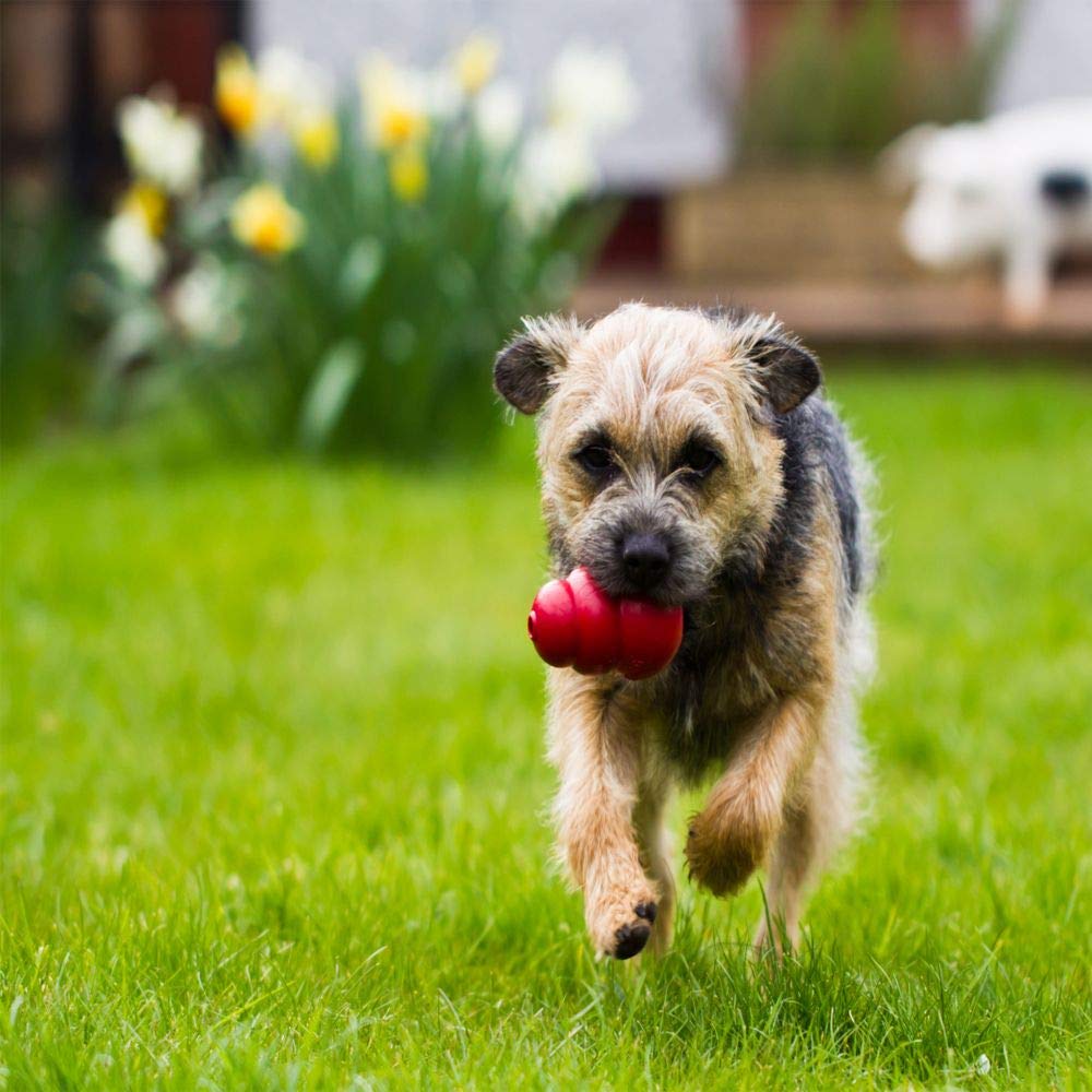 KONG Juguete clásico Mediano para Perro, Rojo, Mediano, Paquete de 2
