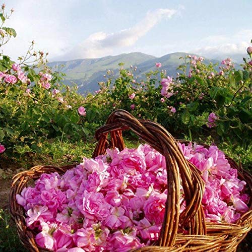 Crema de Día Natural de Rosas 100% Pura 50 ml - 1.7 oz - Belleza Orgánica y Revitalizante