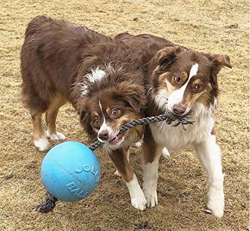 Jolly Pets Romp-n-Roll - Juguete para Perro de Cuerda y Bola, 20,3 cm, Grande, arándano