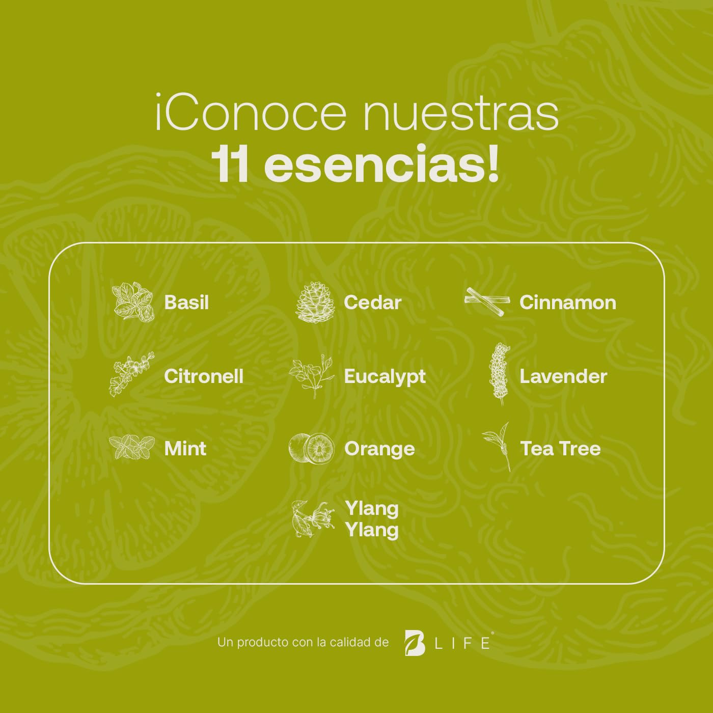 Aceite Esencial B Life Bergamota Ingredientes Puros y Naturales 50 ml