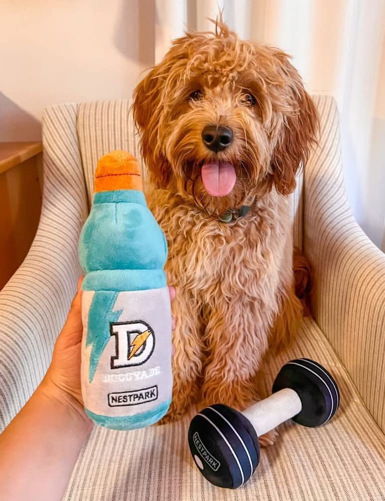 Juguetes divertidos para perros de fitness – Mancuernas de entrenamiento para perros y perritos – Paquete de 2 (paquete de entrenamiento)