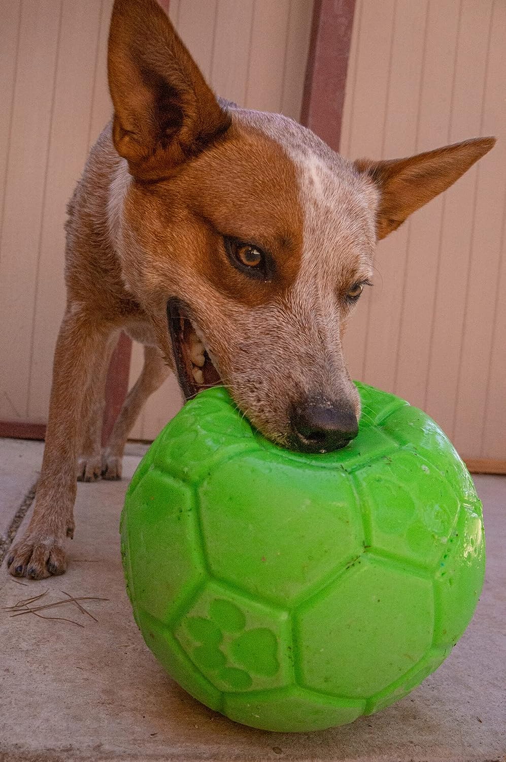 Jolly Pets - Pelota de fútbol Mediana de 6 Pulgadas, Juguete Flotante para Perro, Color Verde Manzana