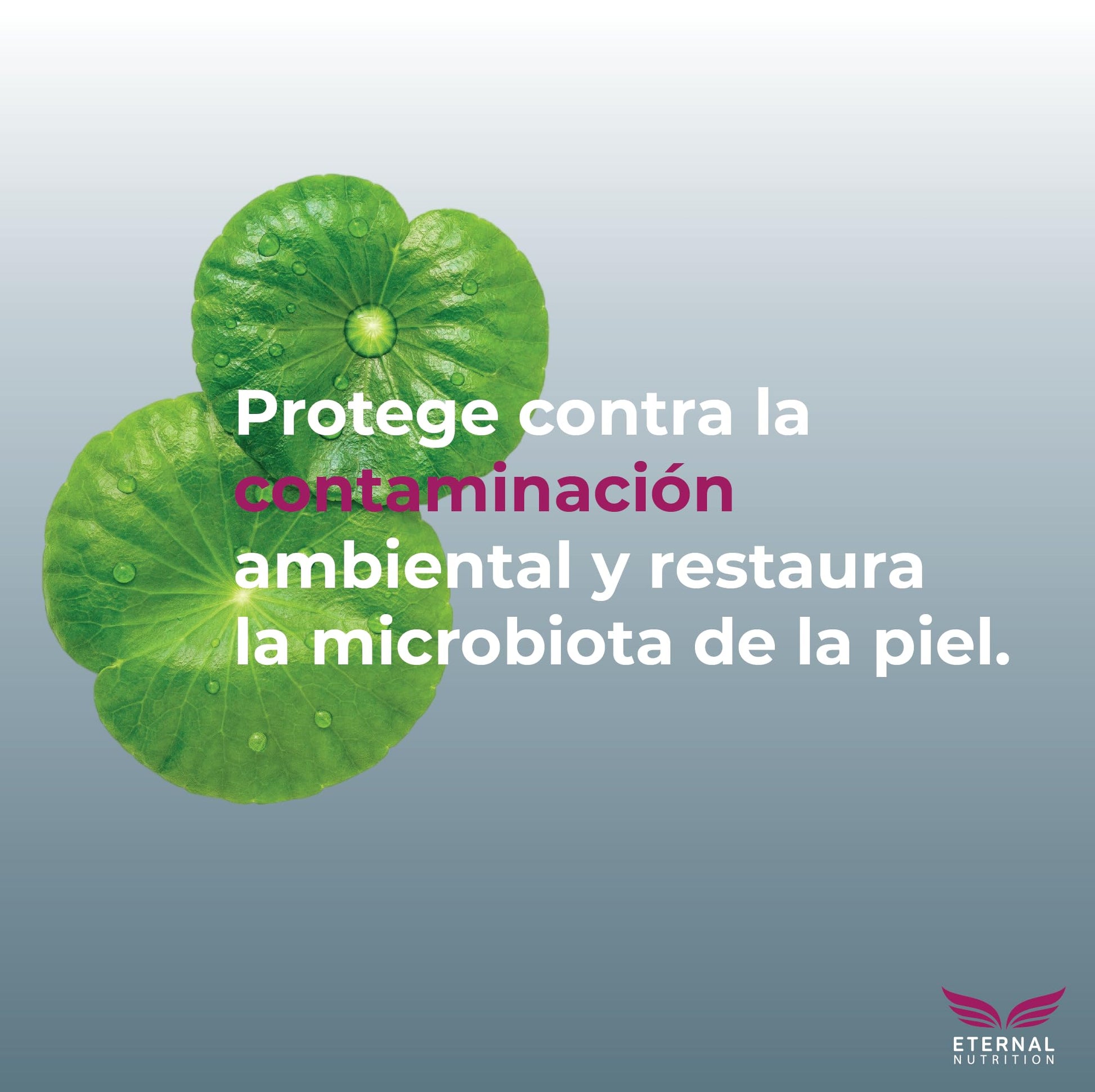 Serum CENTELLA ASIATICA 40%, Skin Probiotics 4%. 50 ml. Suero Protector y Regenerador de Células | Ingredientes Naturales | Skin Care | Piel Sana y Joven Uniforme | Textura Ligera | Para Todo Tipo de Piel by ETERNAL NUTRITION