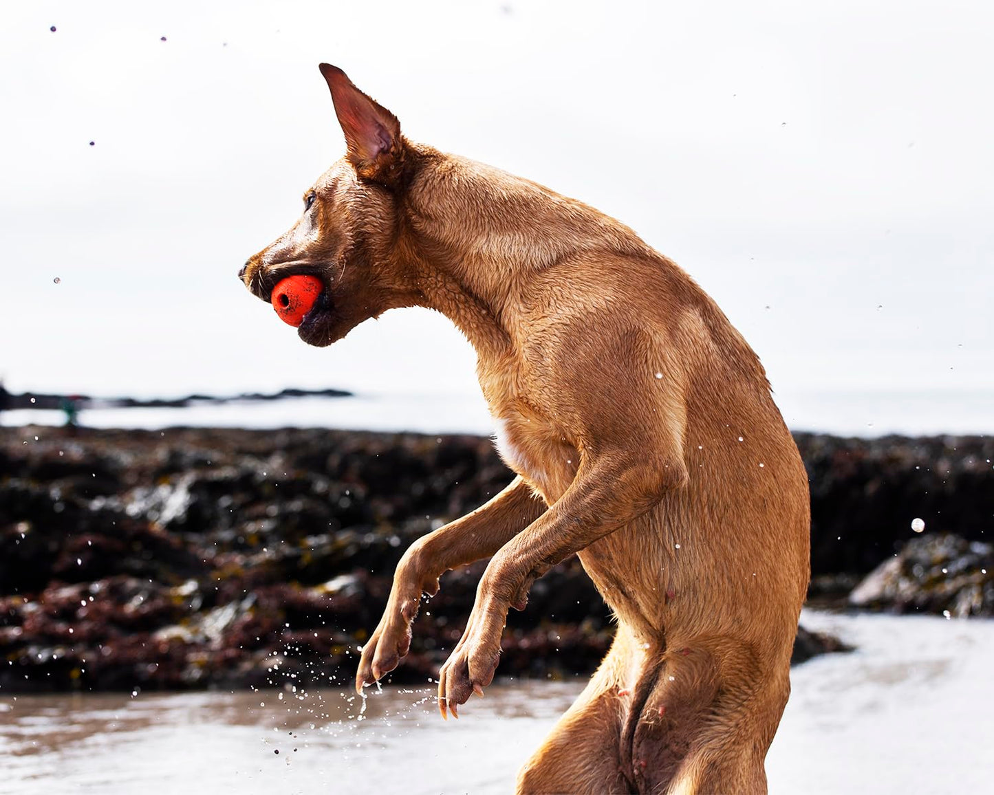 Chuckit! Fetch Ball, Variados, 2-Pack, Medium