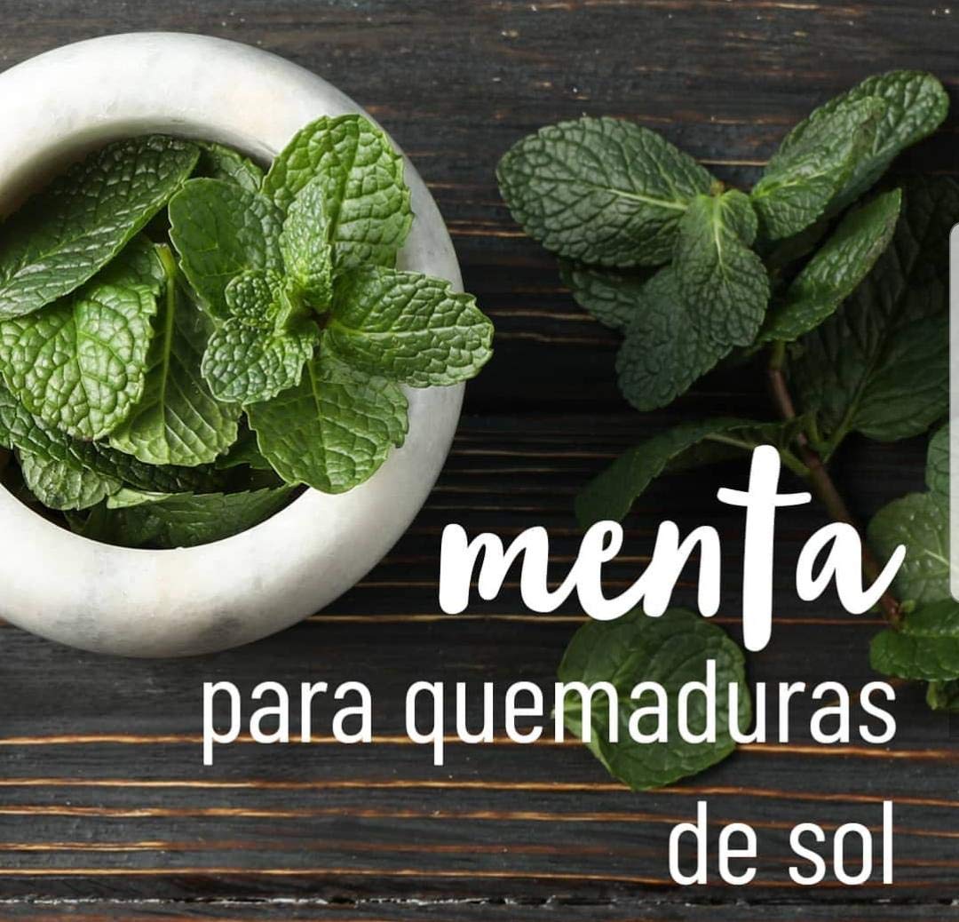 Aceite Esencial OLEUM VITAE Menta 100% Puro y Orgánico Certificado USDA ORGANIC 15ml