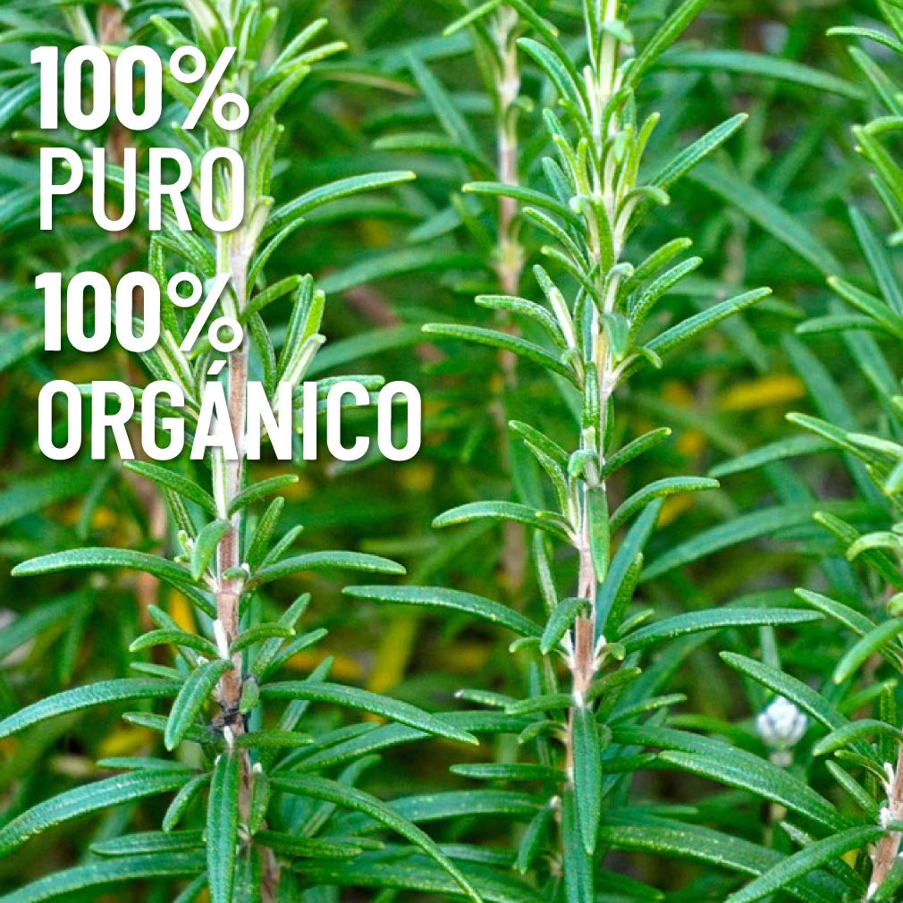 Aceite Esencial OLEUM VITAE Romero 100% Puro Orgánico 15 ml Certificado USDA ORGANIC Hecho en India