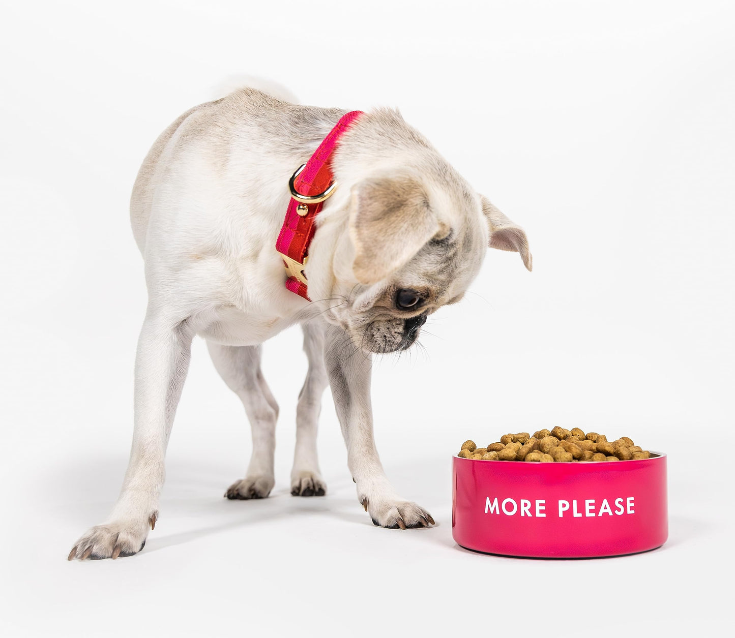 Kate Spade New York - Plato para perro para comida y agua, tazón de acero inoxidable con base antideslizante, capacidad de 2 tazas (16 onzas), tazón pequeño para comida para mascotas o plato de agua para perros, rojo y rosa