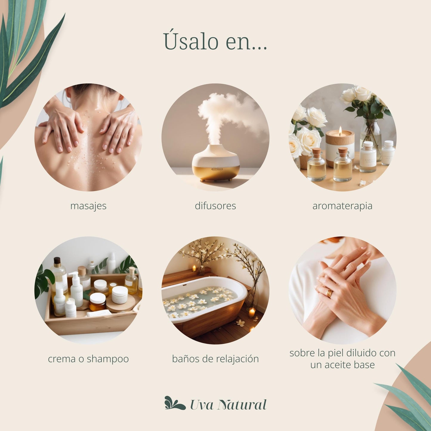 Aceites Esenciales Aromaterapia Uva Natural Pino Conjunto con Caja de Regalo Exquisita 10 ML