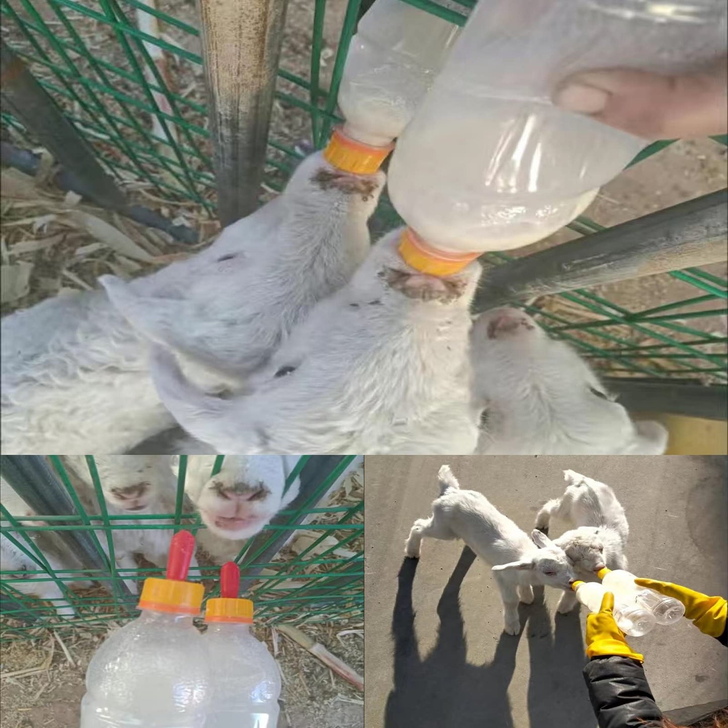 Achicklead 12 chupones de leche de cordero, chupete de alimentación de goma suave para lactancia, corderos, cabras, niños, cachorros, potro, pantorrilla, pequeño animal atornillado, botella de soda