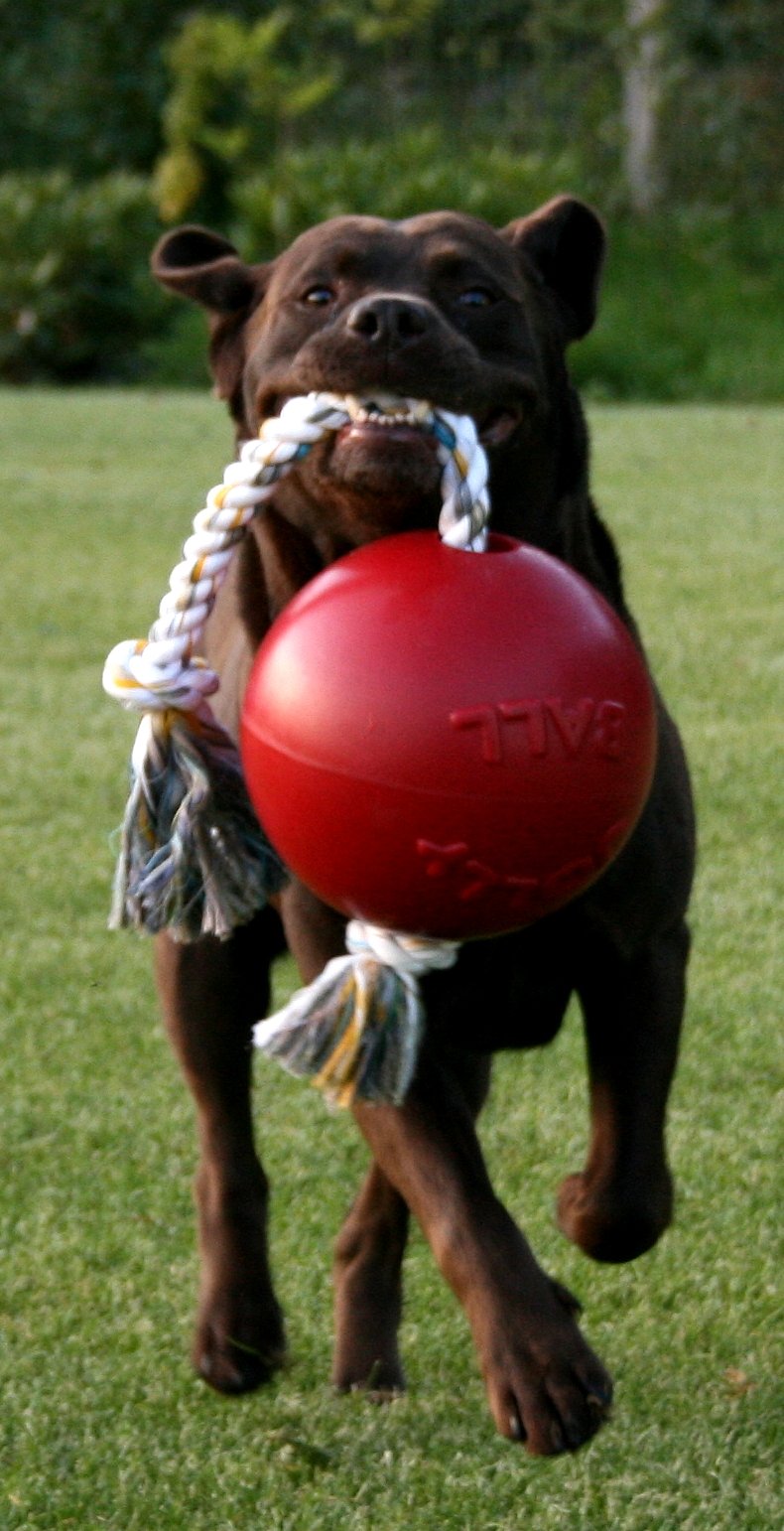 Jolly Pets Romp-n-Roll - Juguete de Cuerda y Bola para Perro, 20,32 cm, Color Naranja