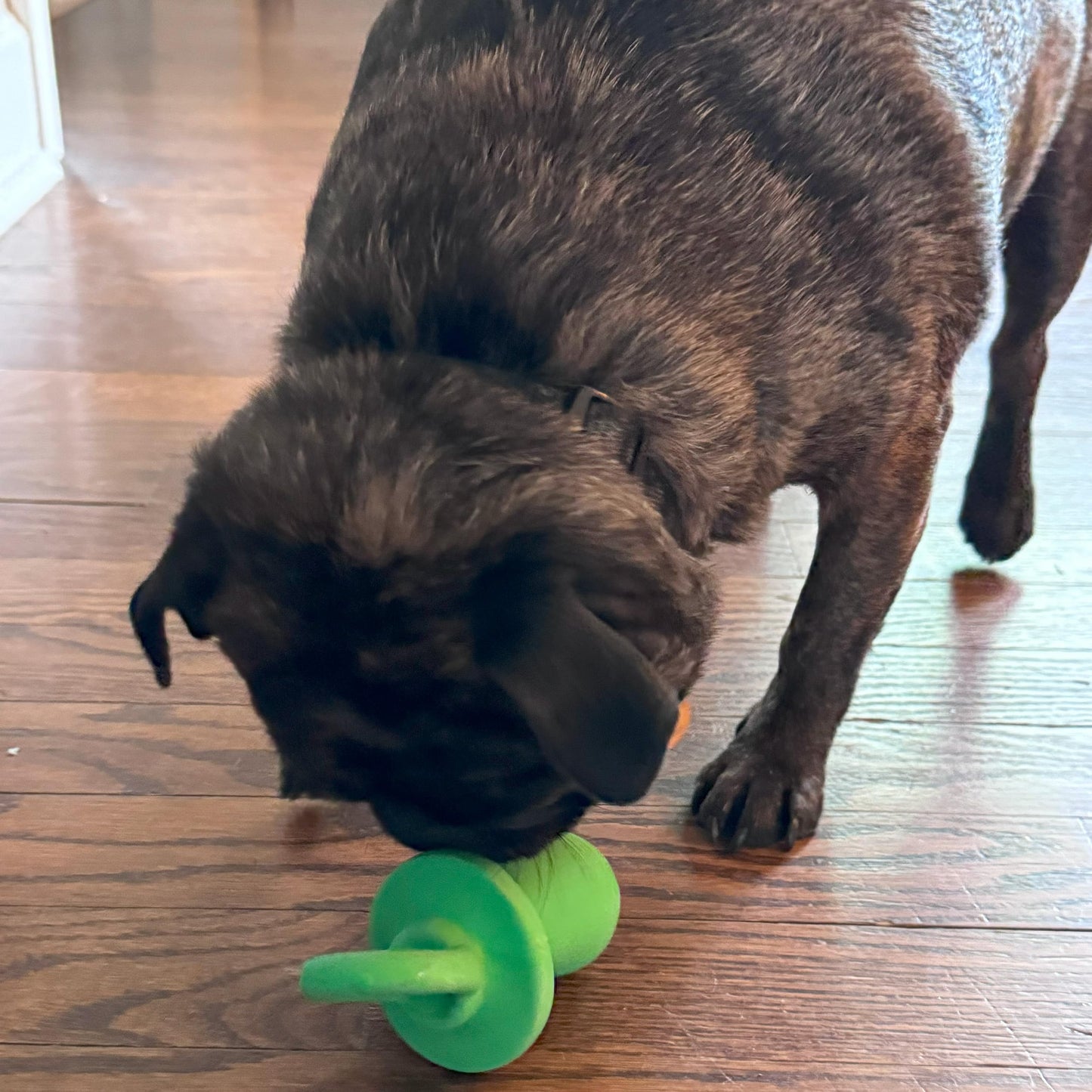 Chupete para perro de látex de 10 cm, los colores pueden variar