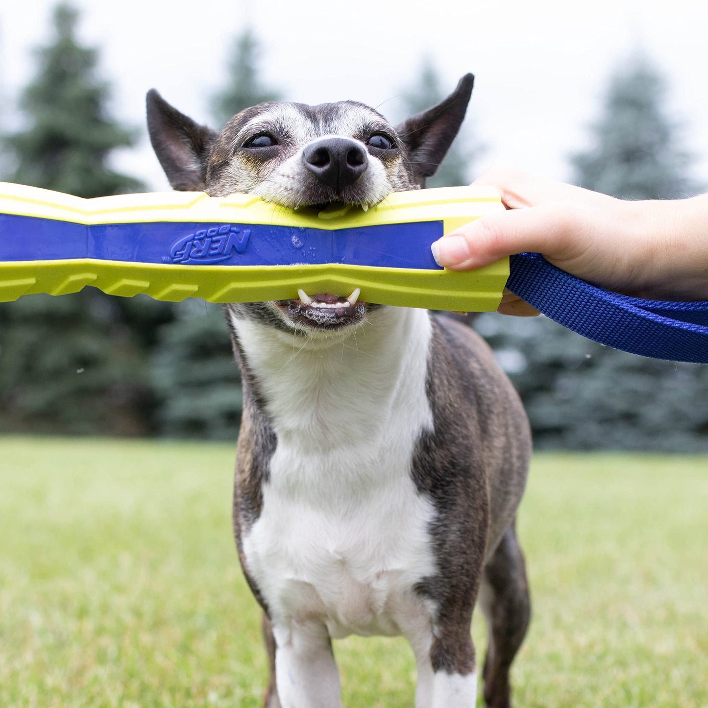 Palo de Competición Nerf Dog Azul Verde Megaton 30,5 cm