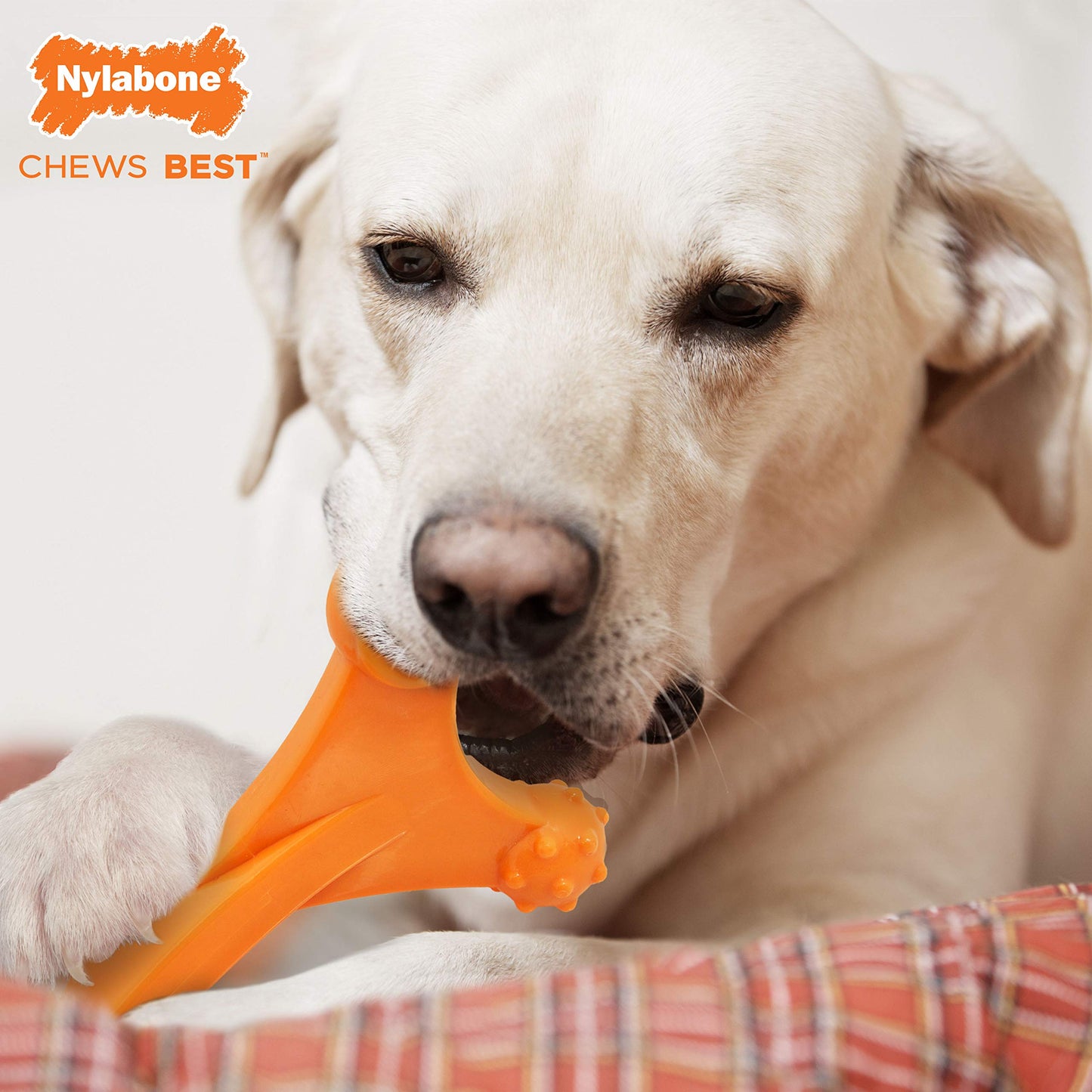 Juguete para Masticar Nylabone Dura Chew Axis para Perro