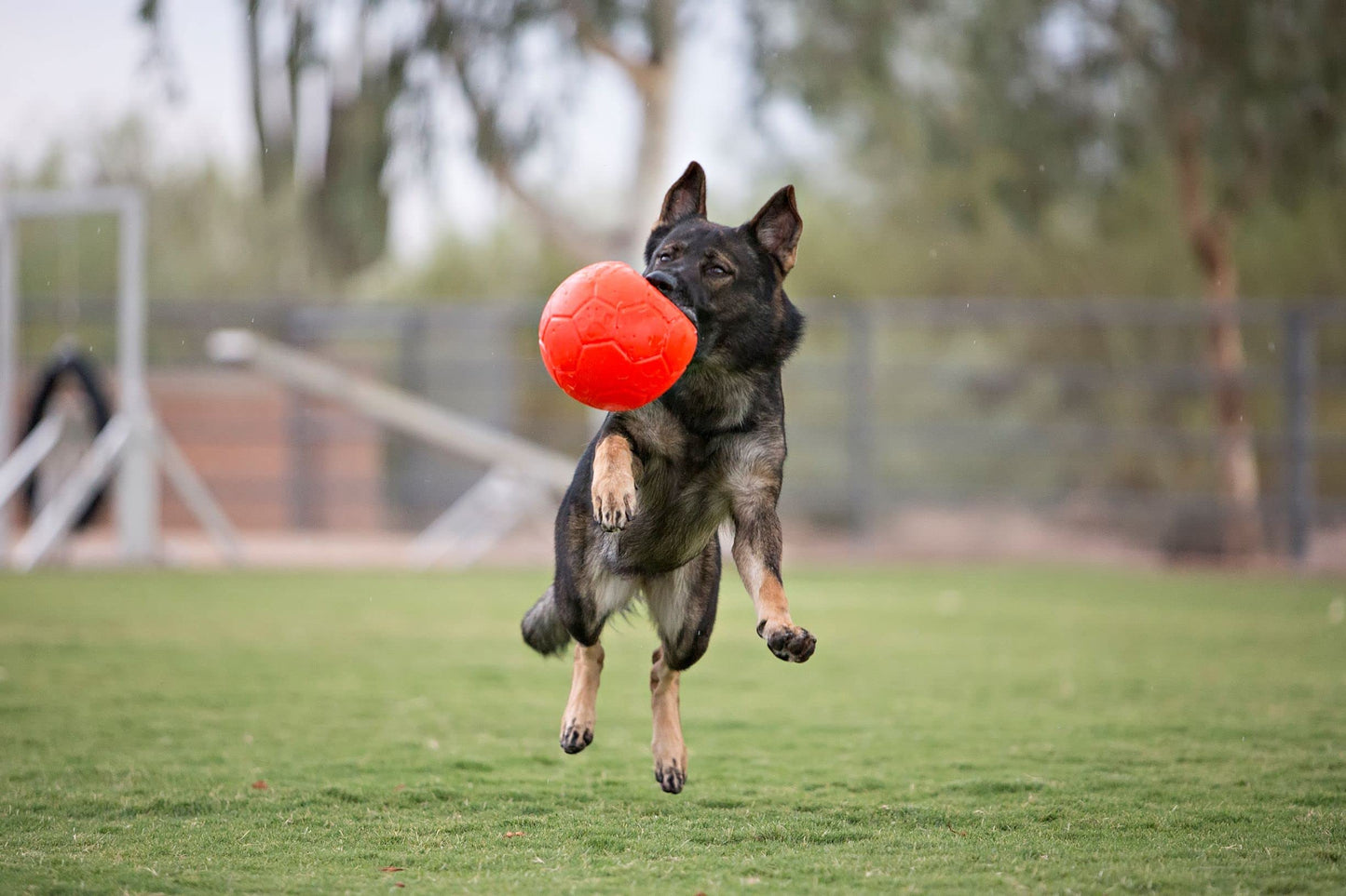 Jolly Pets Pelota de fútbol Grande Flotante para Perro, Juguete de 8 Pulgadas de diámetro, Naranja