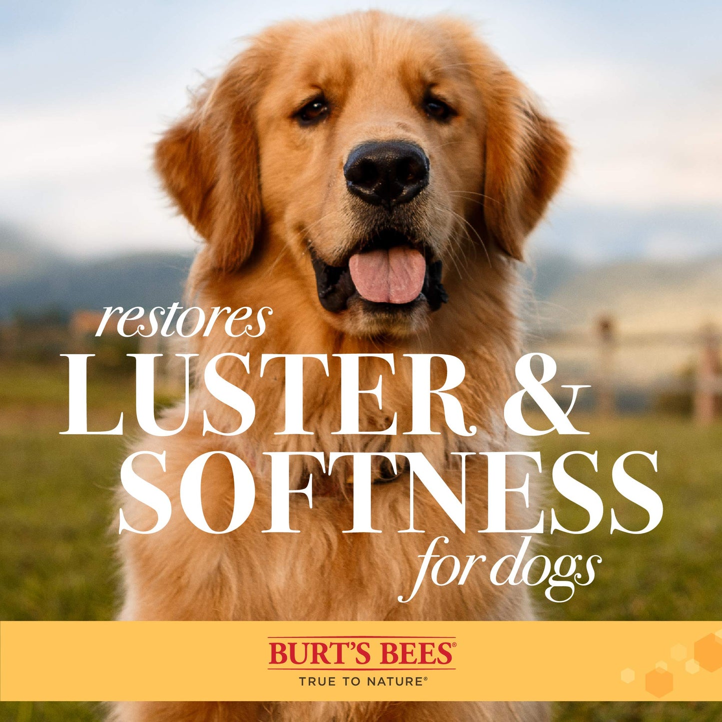 Burt's Bees for Dogs cepillo para polvo de doble cara con cerdas de cáñamo para perros, el mejor cepillo para polvo multiuso para perros para reducir el desprendimiento | para perros grandes de pelo largo y corto