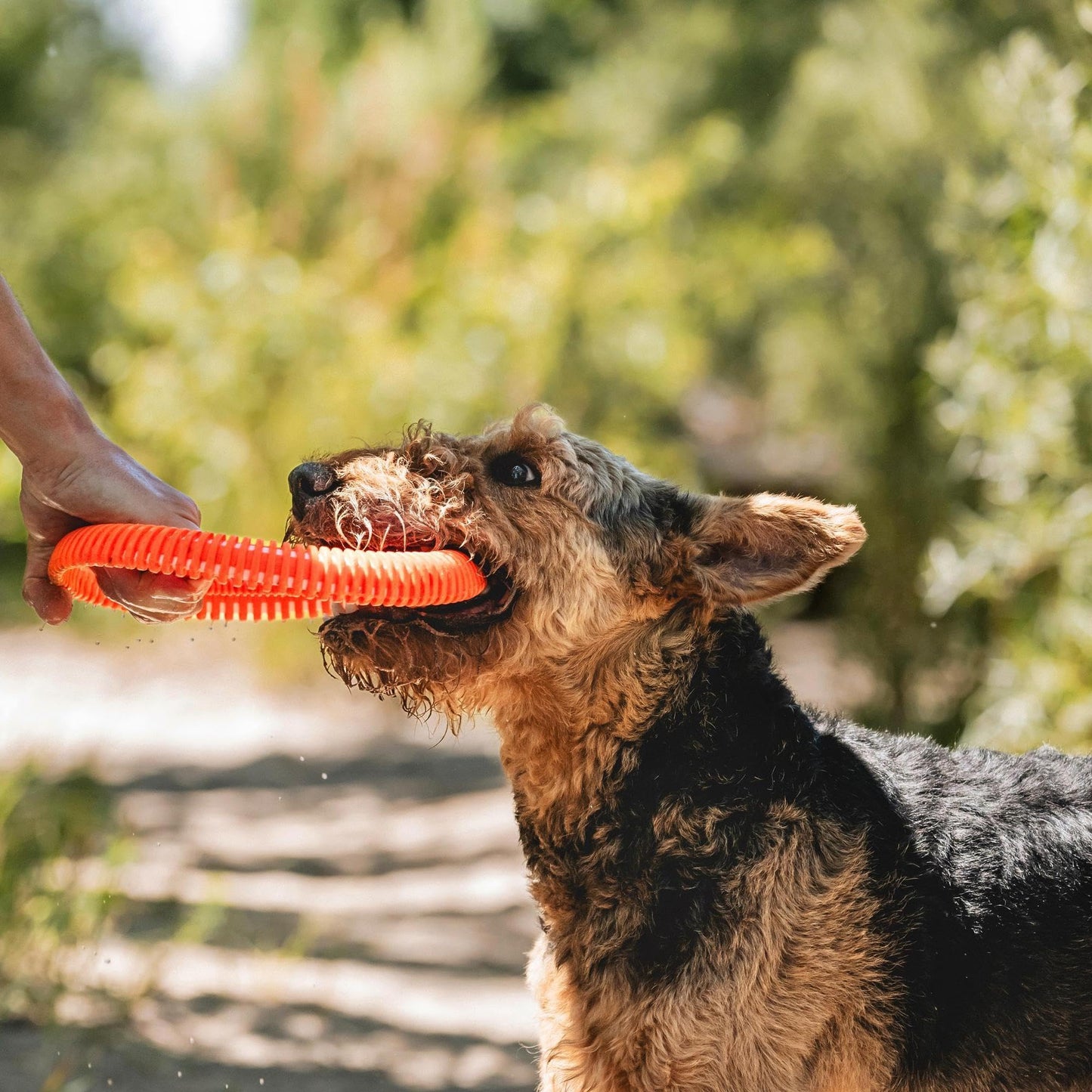 Chuckit! Rugged Flyer - Juguete para Perro, Grande