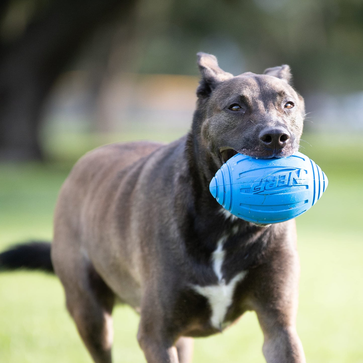 Balón de Fútbol Nerf Dog Azul con Squeaker
