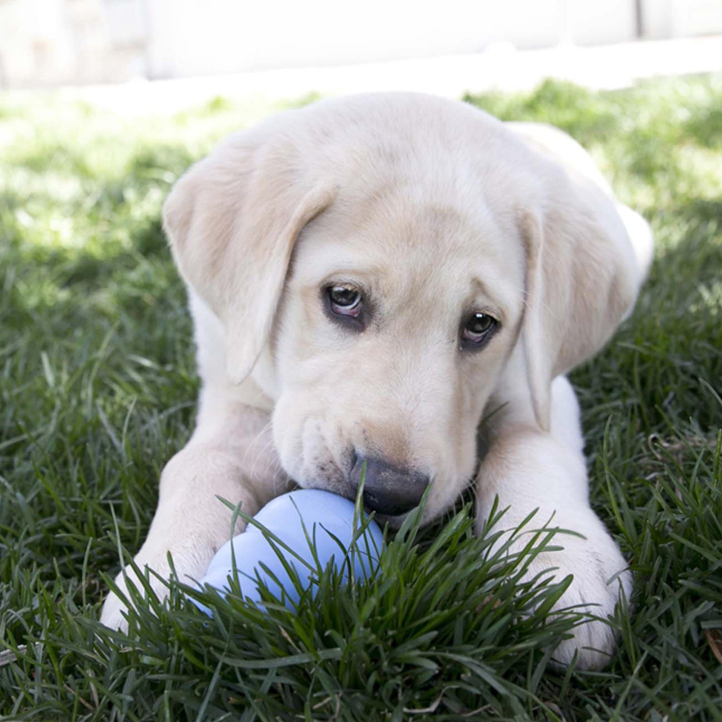 Kong Large Puppy Toy, surtido