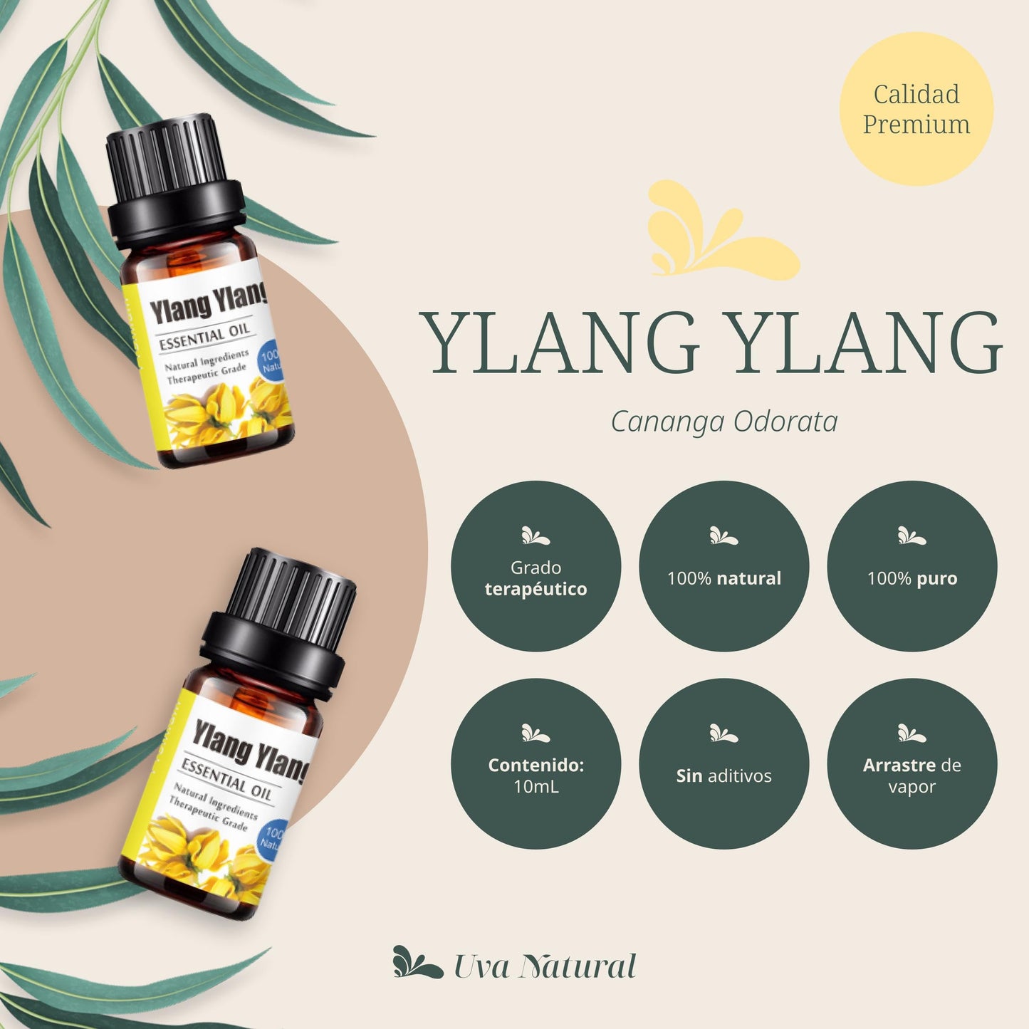Aceites Esenciales Ylang Ylang Natural UVa Natural Conjunto de Difusores y Humidificadores 10 ML con Caja de Regalo