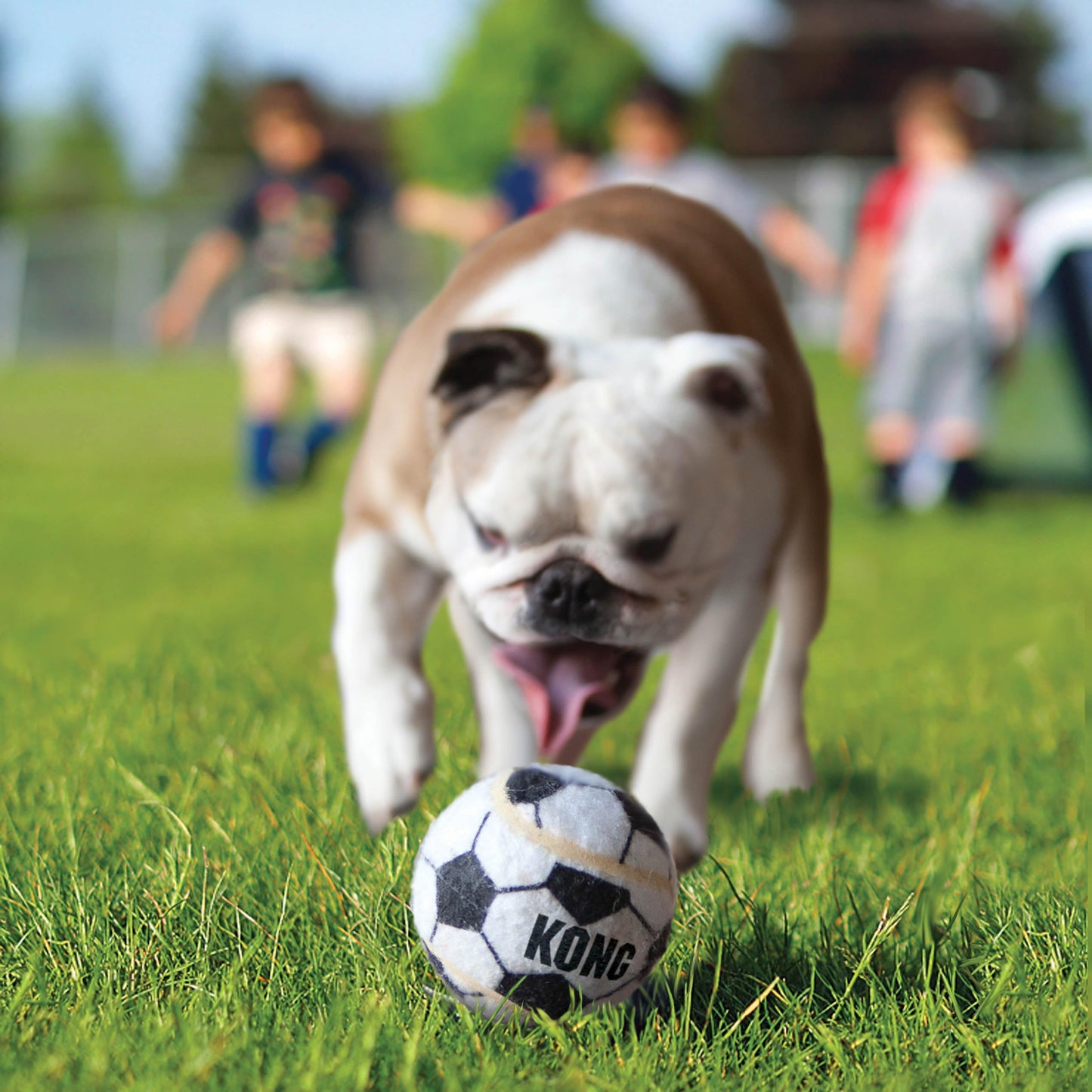 Kong Sport Balls, Color Multicolor, Chico