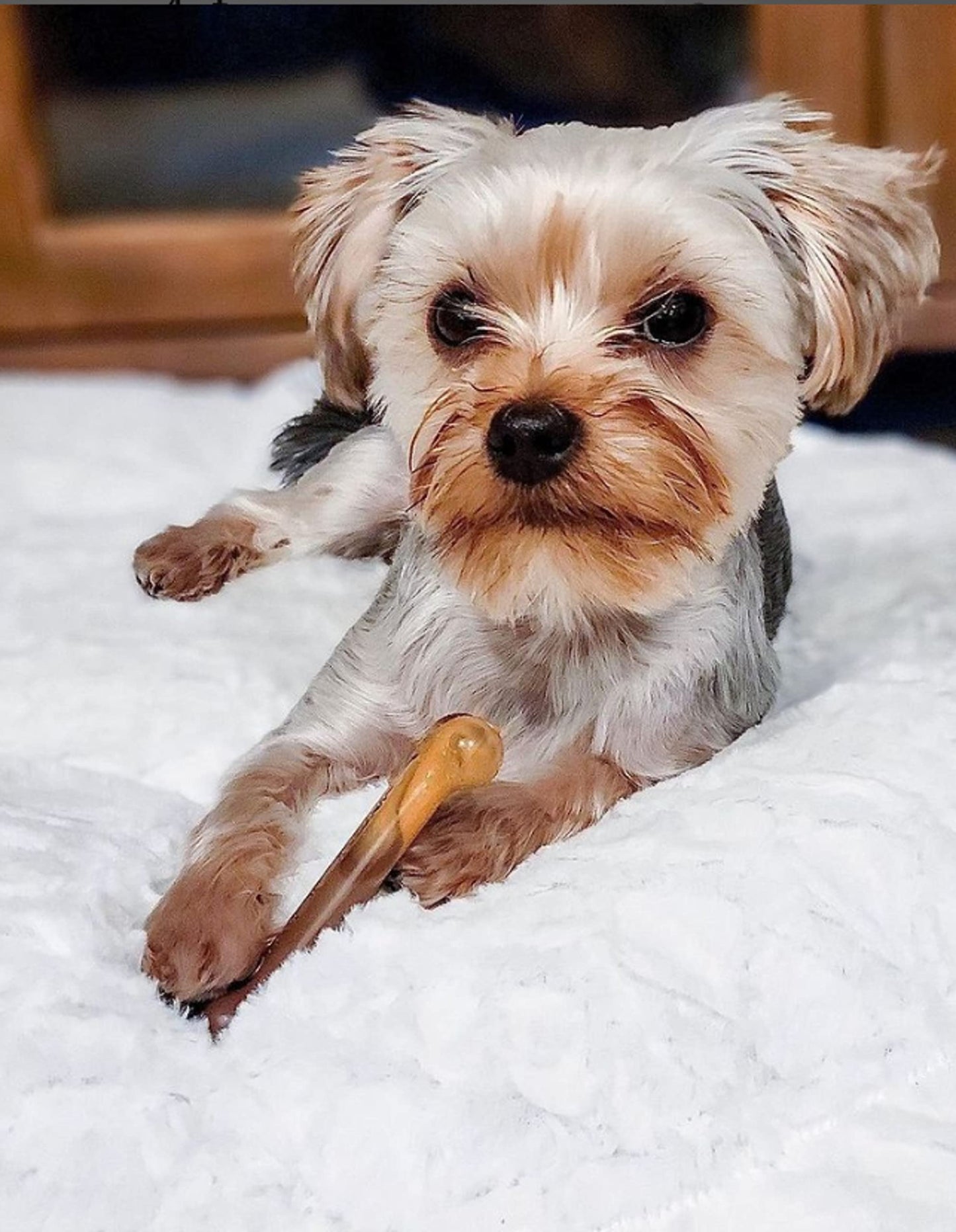 Hueso Masticable Nylabone Tocino y Pay de Manzana para Perros Regular Twin Pack