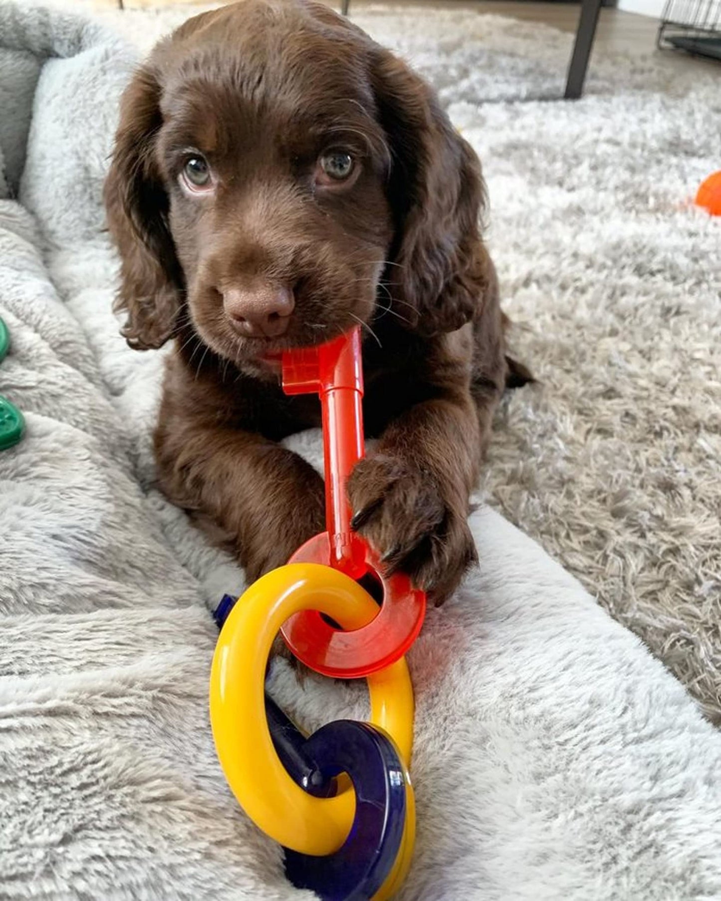 Juguete Mordedor para Cachorros Nylabone N220 Llavero de Hueso para Perro Pequeño