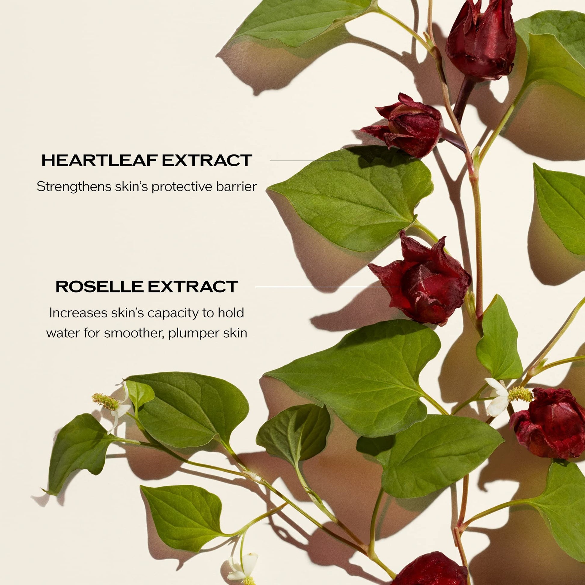 Sérum Concentrado Shiseido Ultimune Power Infusing