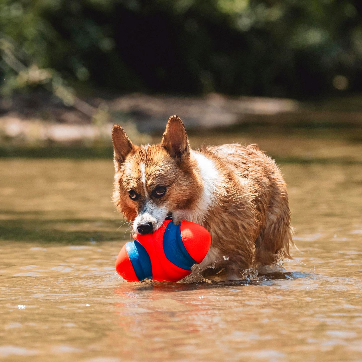 Chuckit! Petmate Fumble Fetch Juguete para Perros, pequeño