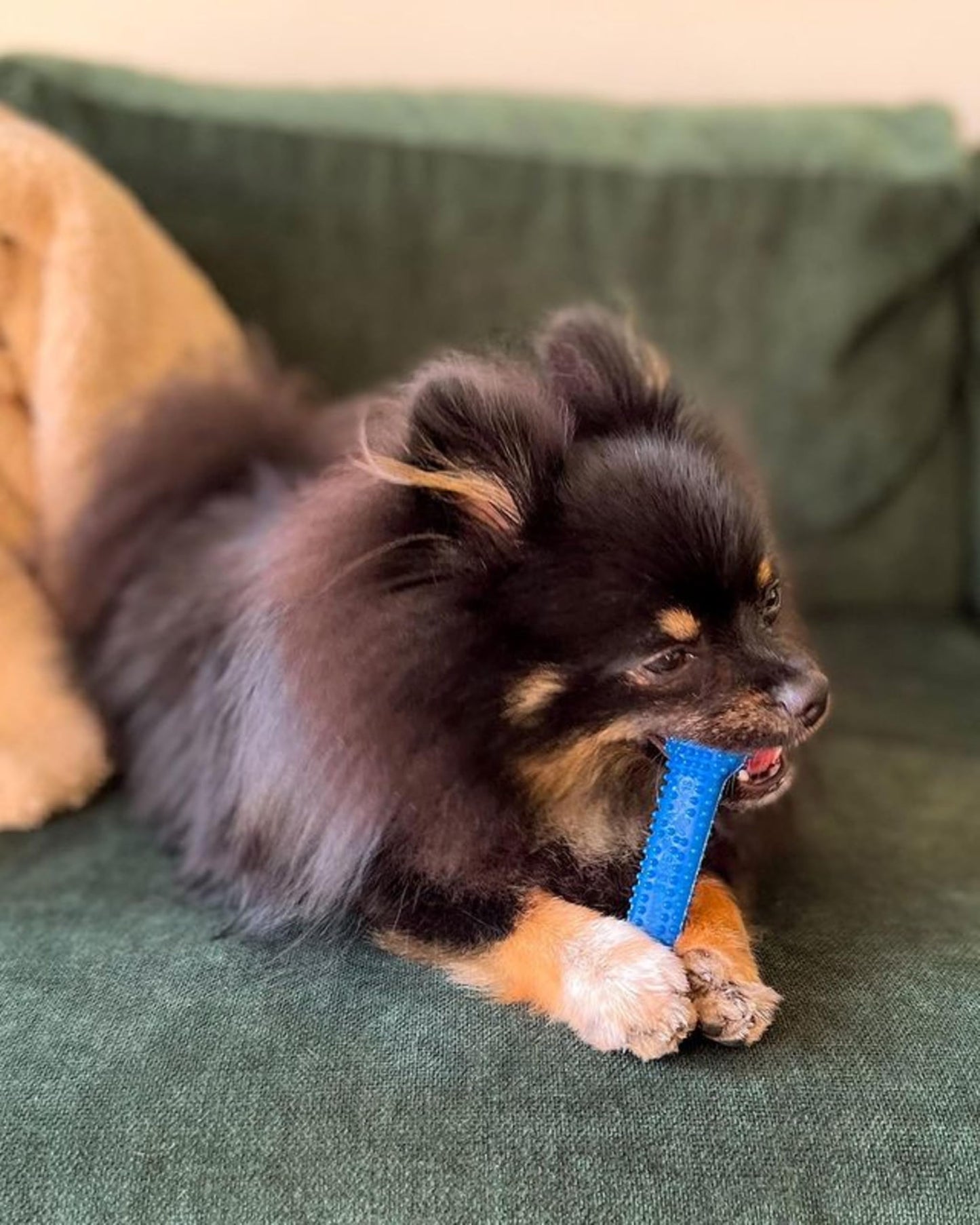 Hueso Flexi Nylabone Regular