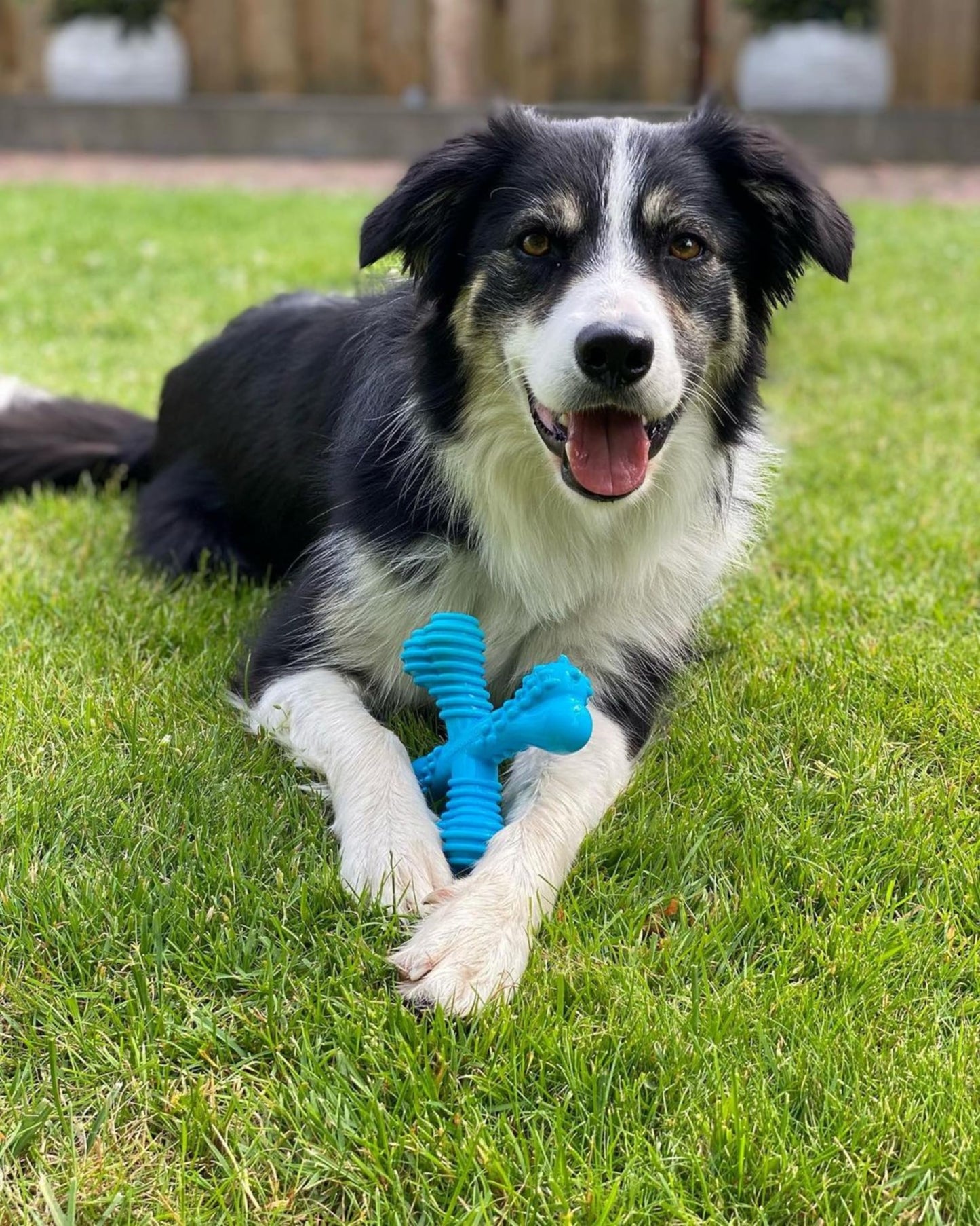 Juguete para Masticar Nylabone Dura Chew "X" Sabor Res para Perro