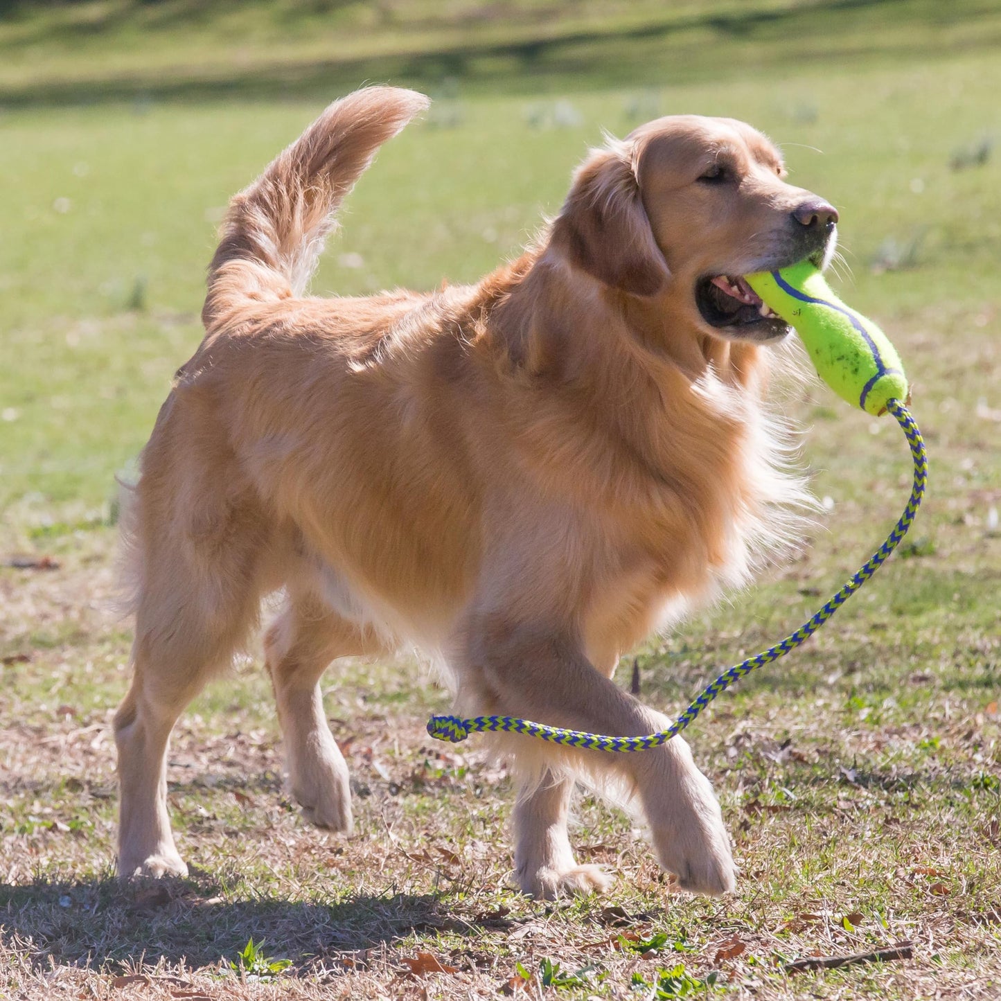 Kong Air Dog Fetch Stick with Rope Dog Toy, Large, Pack of 1