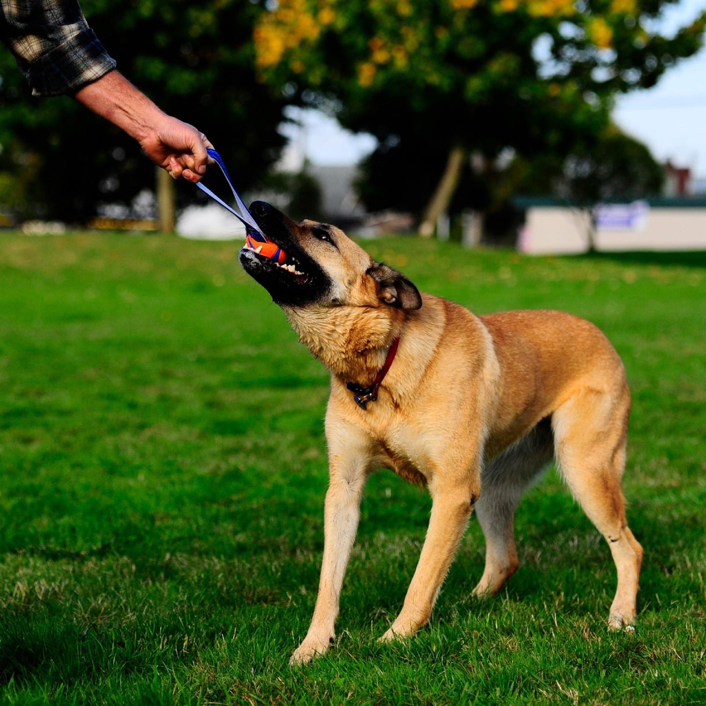Chuckit! Medium Ultra Tug