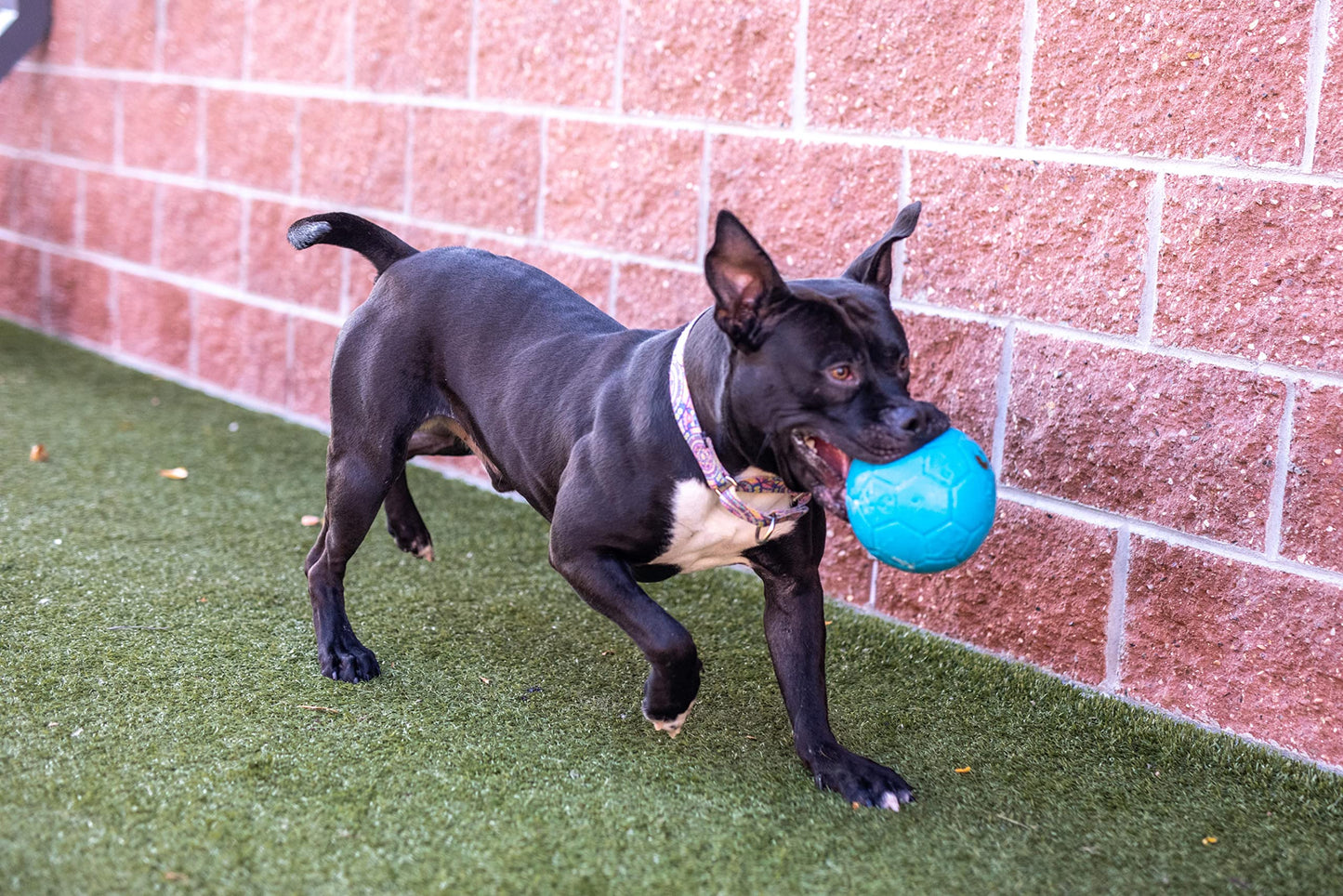 Jolly Pets Pelota de fútbol Grande Flotante para Perro, Juguete de 8 Pulgadas de diámetro, Azul océano