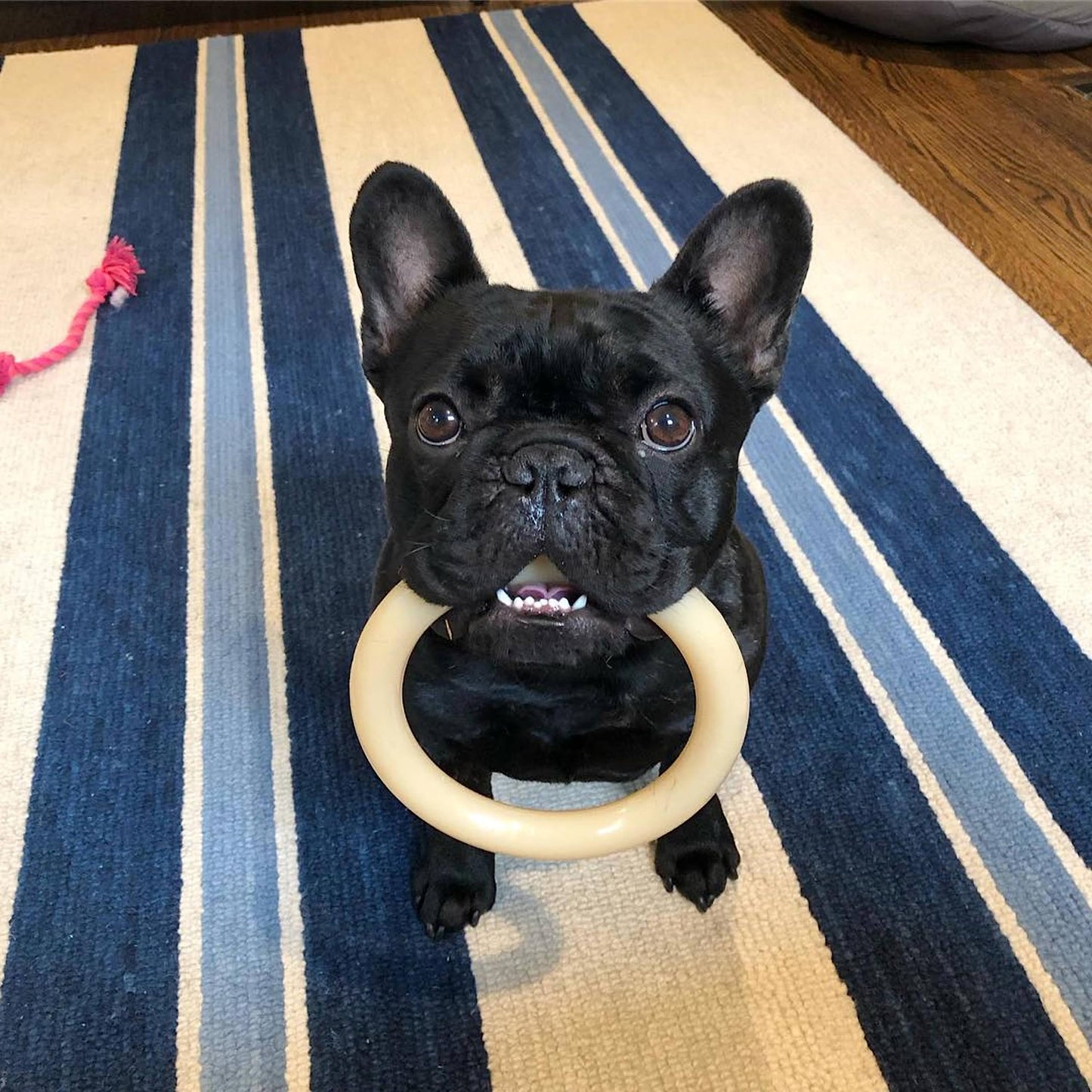 Juguete Masticable para Perro Nylabone Sabor Original Giant Ring Bone