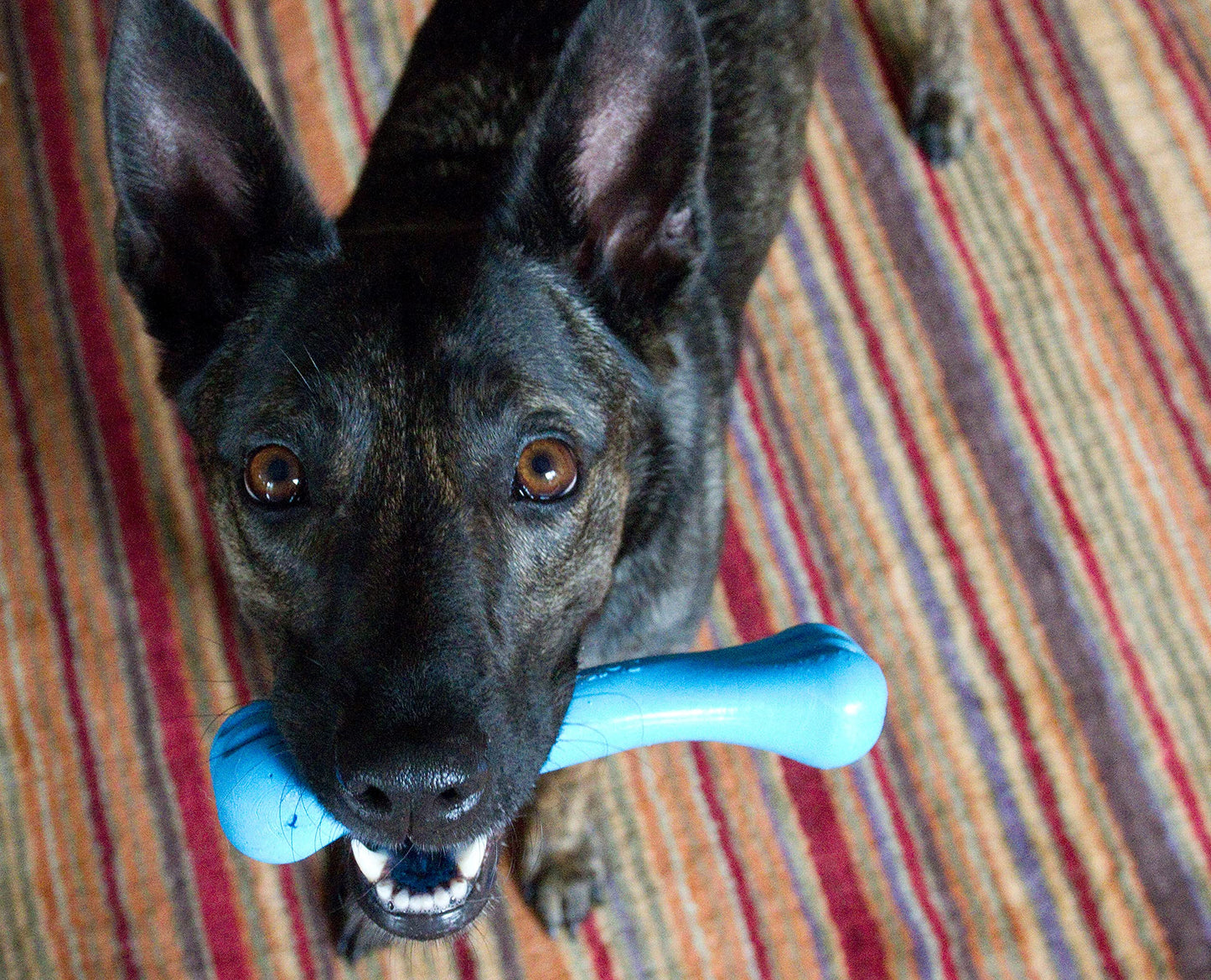 Jolly Pets 8-inch, Jolly Bone, Blue