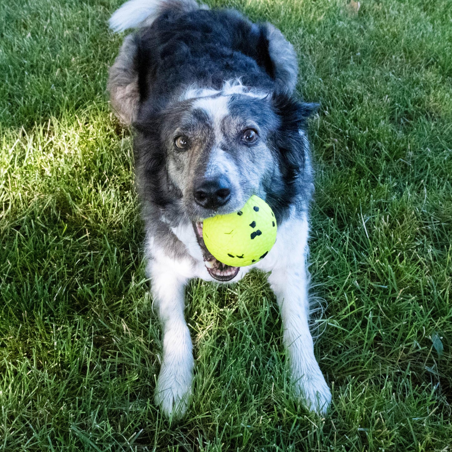 Kong Pelota Reflex Grande para Perro